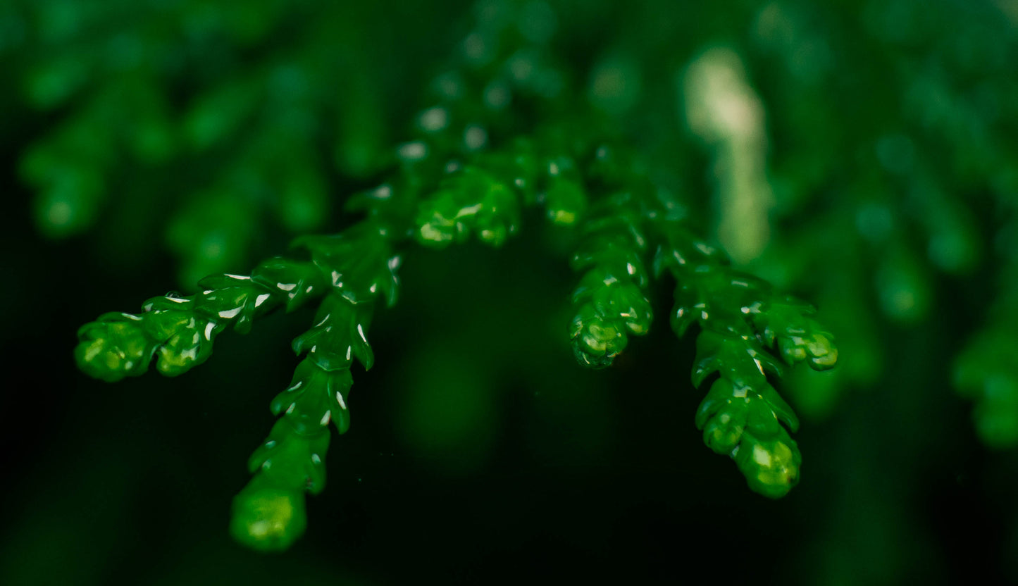 Nature green FREE prints