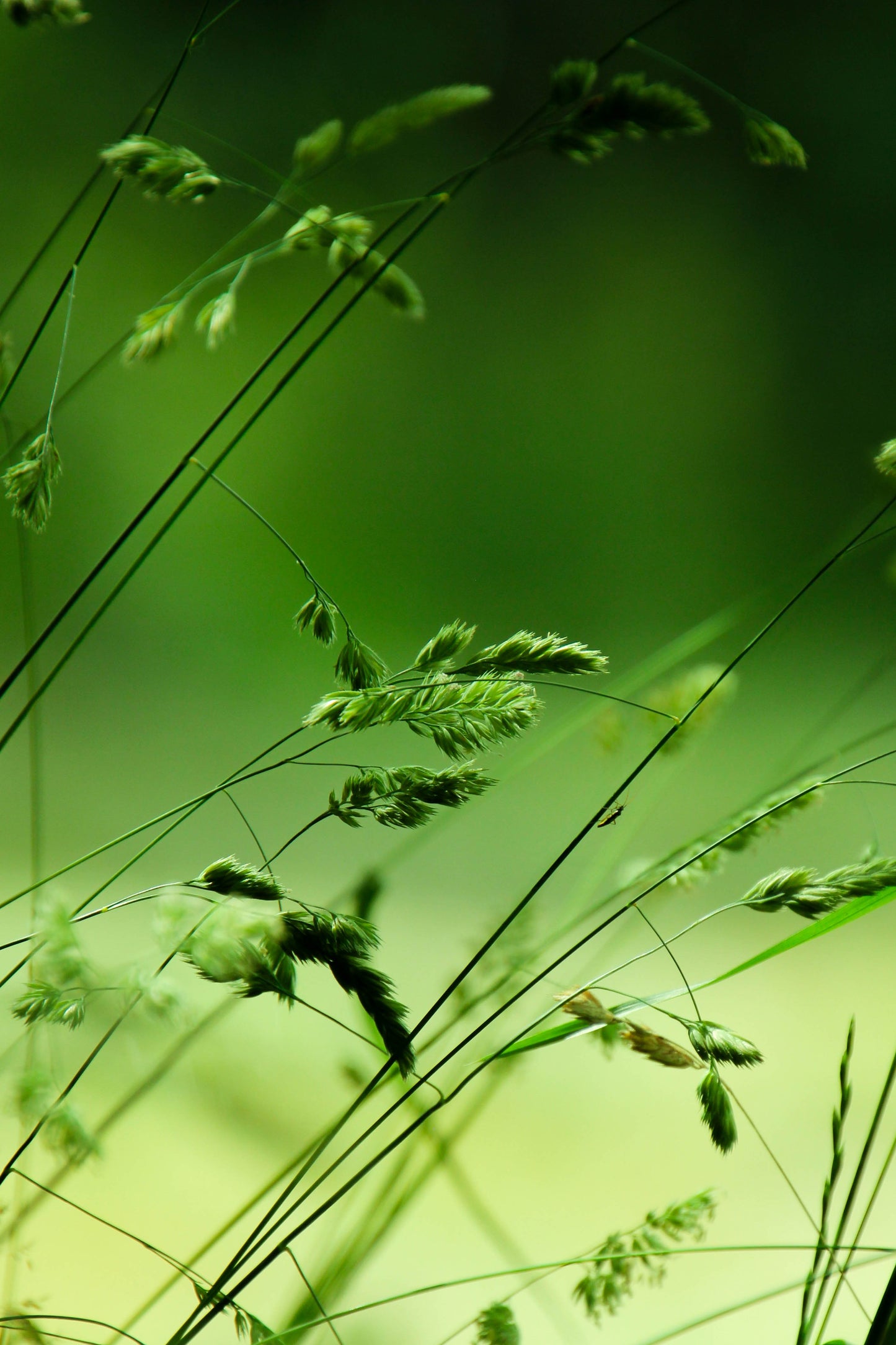 Nature green FREE prints