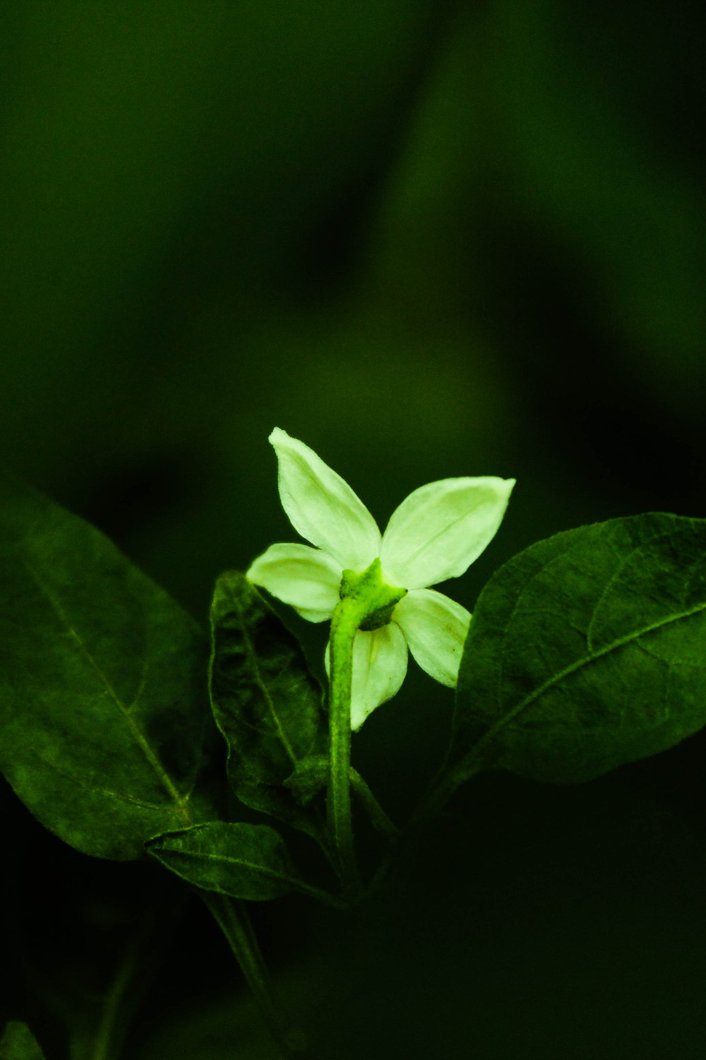 Nature green FREE prints