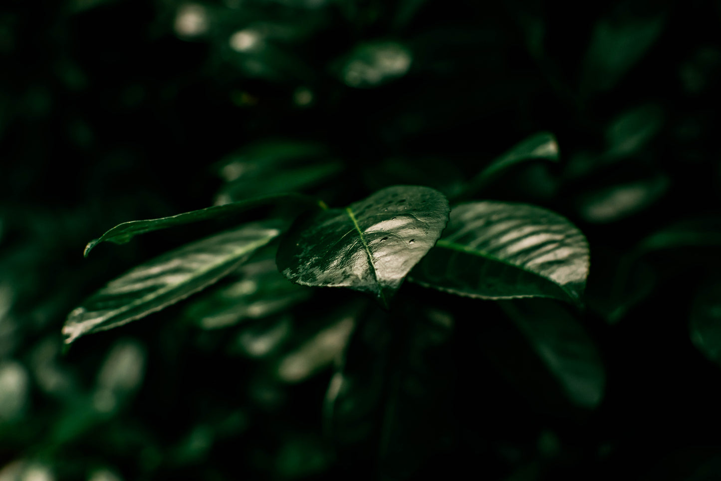 Nature green FREE prints