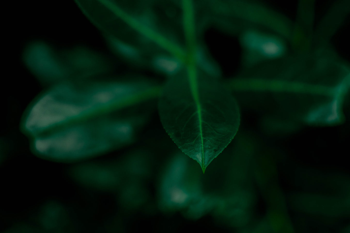 Nature green FREE prints