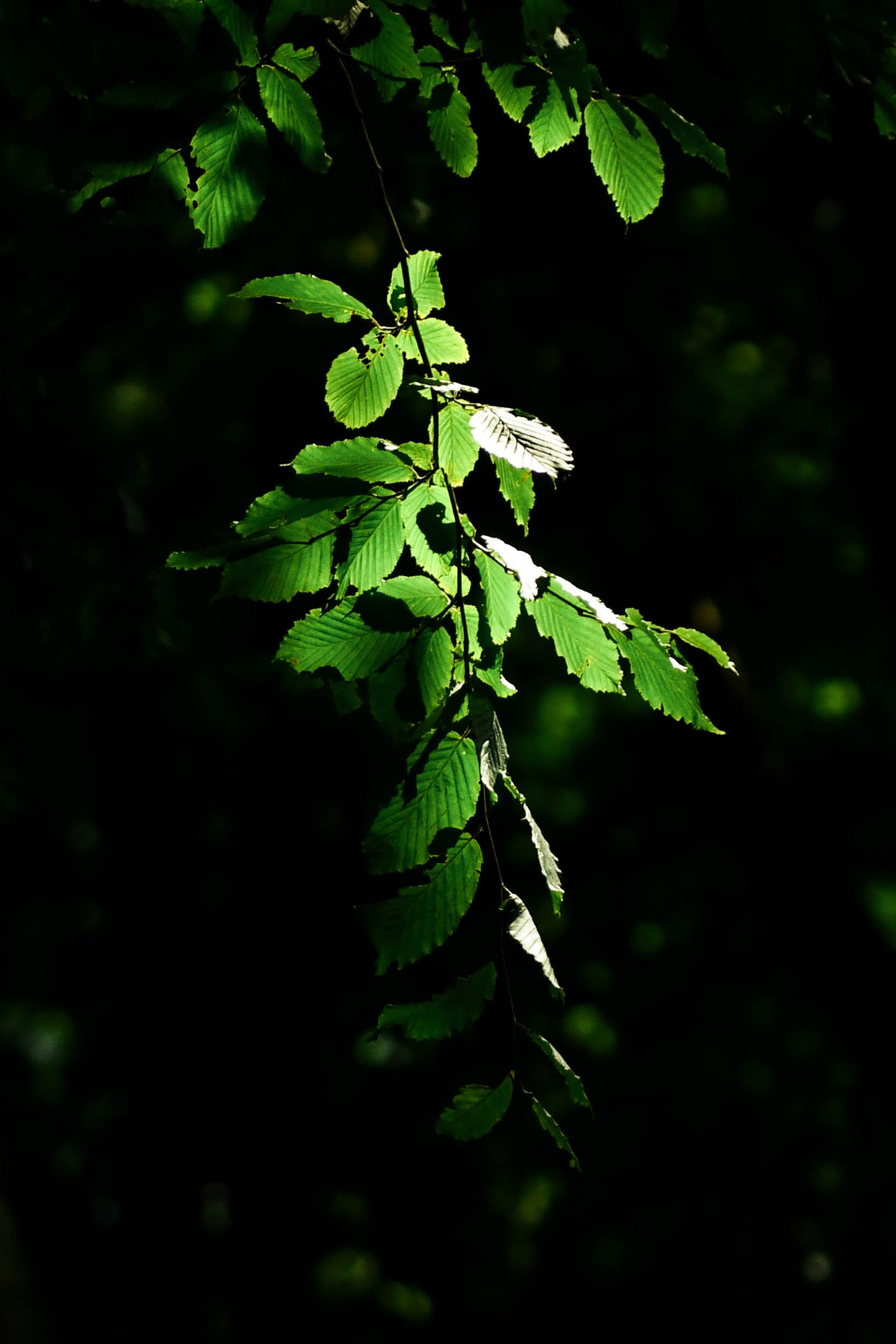 Nature green FREE prints