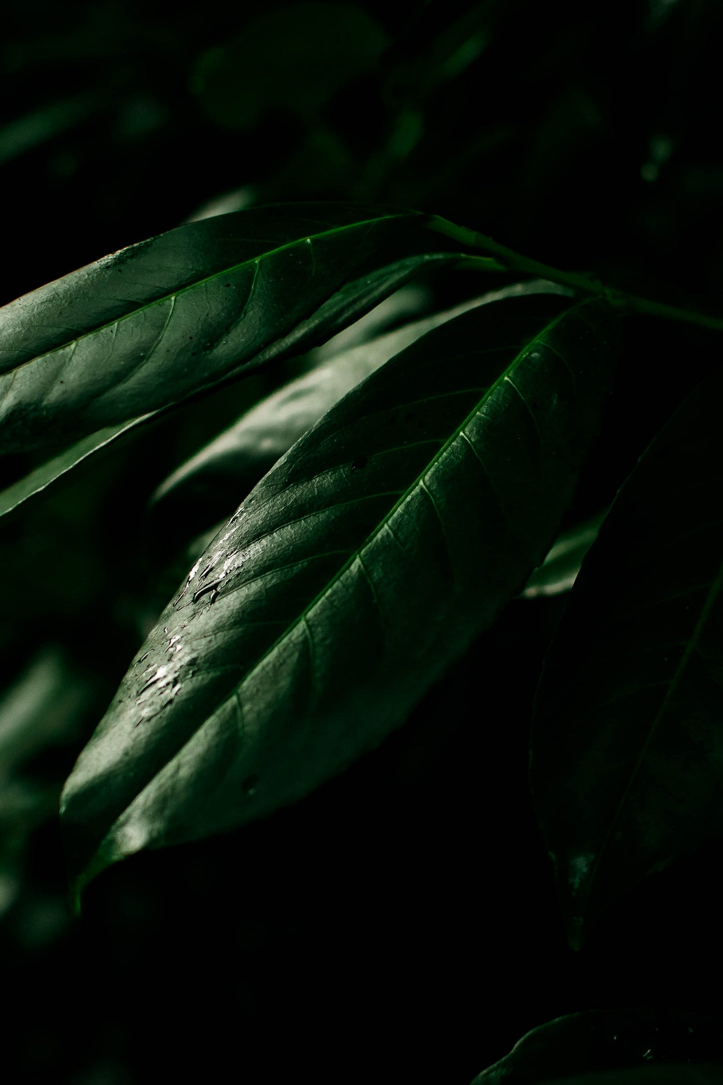 Nature green FREE prints