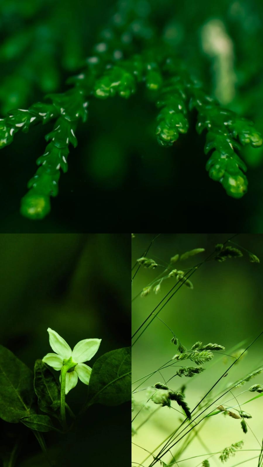 Nature green FREE prints