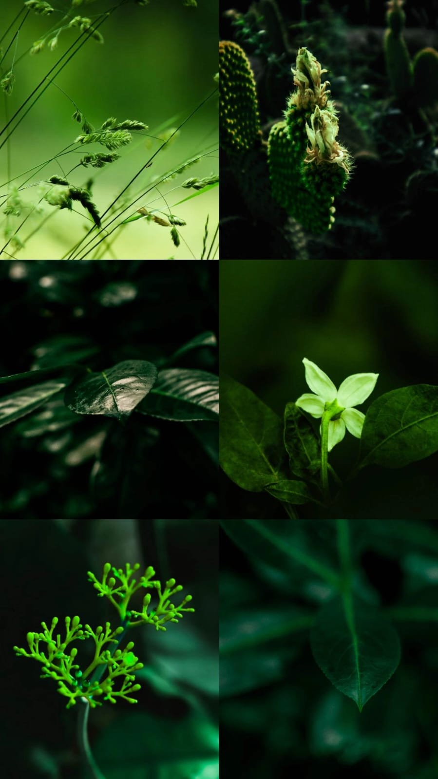 Nature green FREE prints